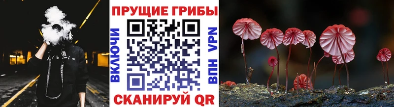 наркотики  Благовещенск  Галлюциногенные грибы мицелий 